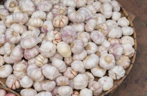 Garlic Mandi Bhav Today in Madhya Pradesh in Hindi: मध्यप्रदेश की मंडियों में लहसुन का मंडी भाव आज का (29 मार्च 2024)